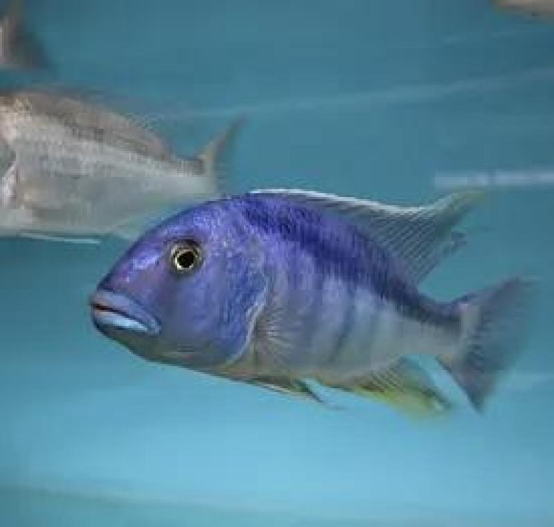Buccochromis heterotaenia