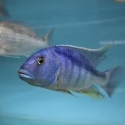 Buccochromis heterotaenia