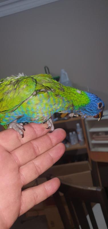 Blue, grey green split blue and bluefront rainbow lorikeets