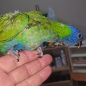 Blue, grey green split blue and bluefront rainbow lorikeets