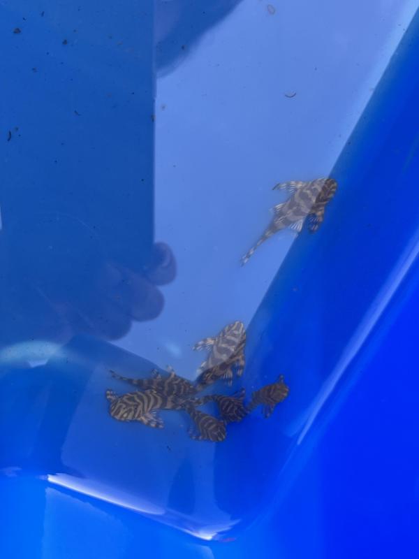 L134 Pleco