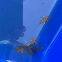 L134 Pleco