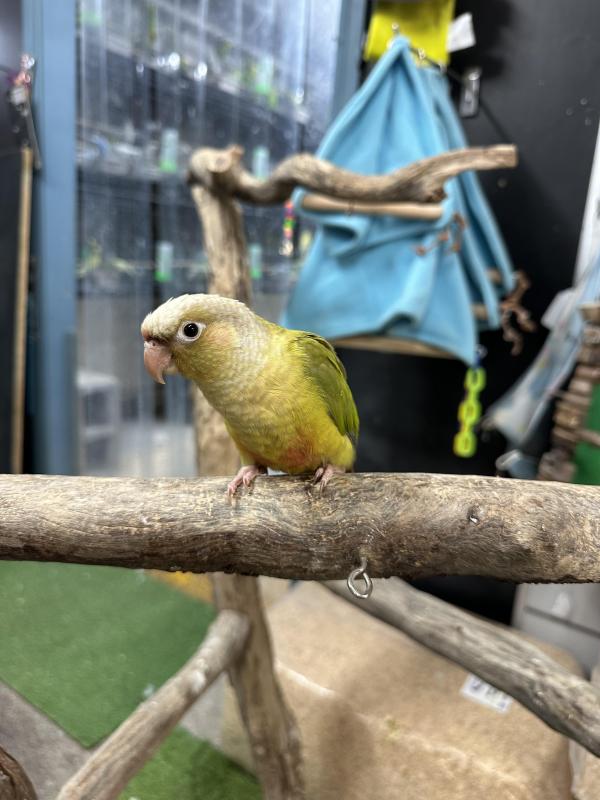 Handraised conures just weaned !