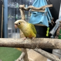 Handraised conures just weaned !