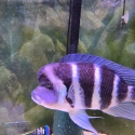 Moba Frontosa MALES.