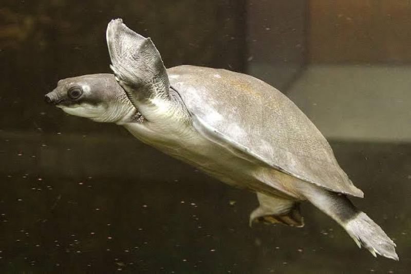 Pignose Turtle