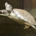 Pignose Turtle