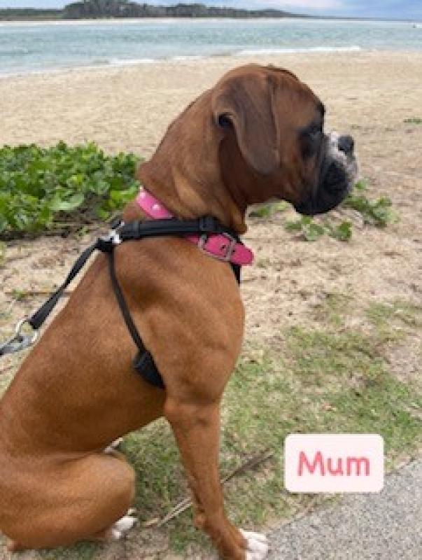 Purebred Boxer Puppies
