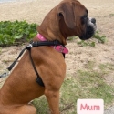 Purebred Boxer Puppies