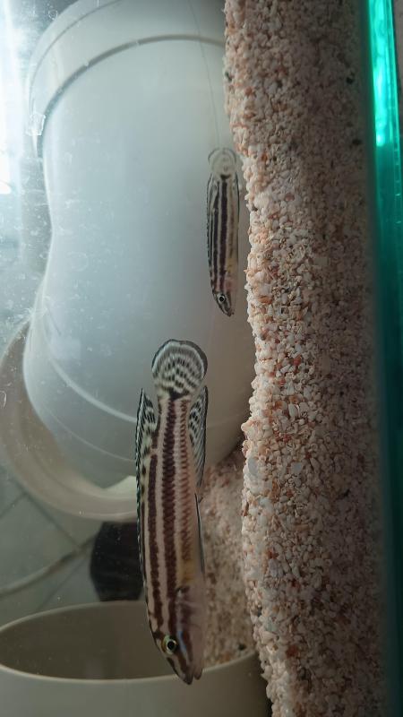 Julidochromis Regani pair