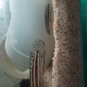 Julidochromis Regani pair