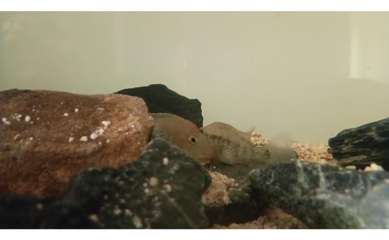 geophagus steindachneri pair