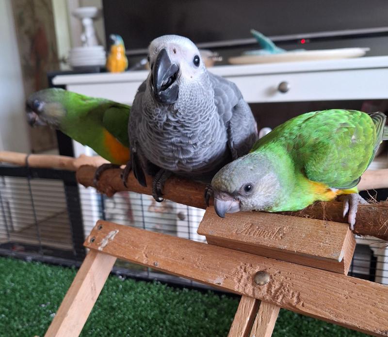 Handreared baby African greys