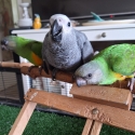 Handreared baby African greys