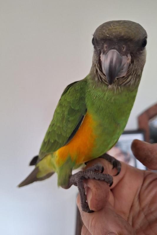 African Senegal parrot's