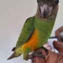 African Senegal parrot's