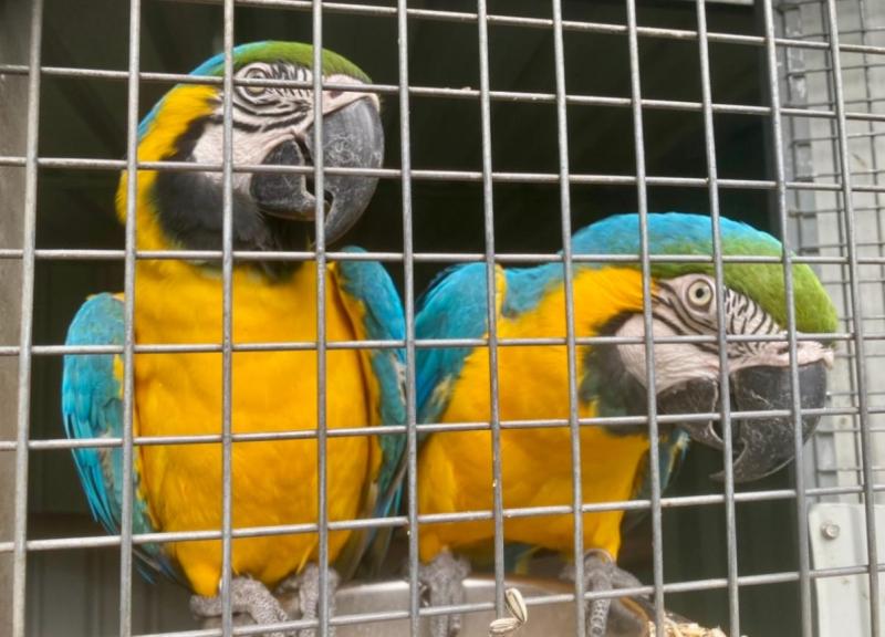 Blue and gold macaws pairs