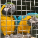 Blue and gold macaws pairs