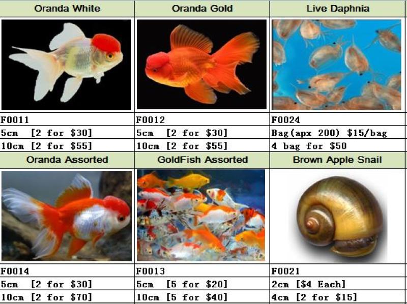 Goldfish Snail and Live Daphnia for sale from $4