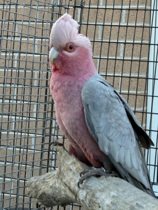 Birds- Male Galah Pure bush Budgies