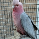 Birds- Male Galah Pure bush Budgies