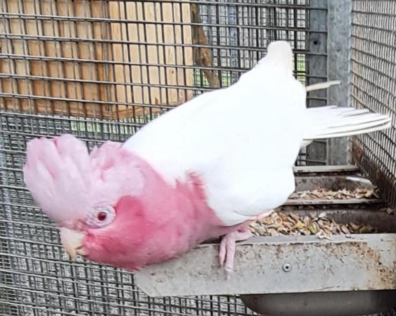 Proven breeding pr galahs