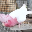 Proven breeding pr galahs