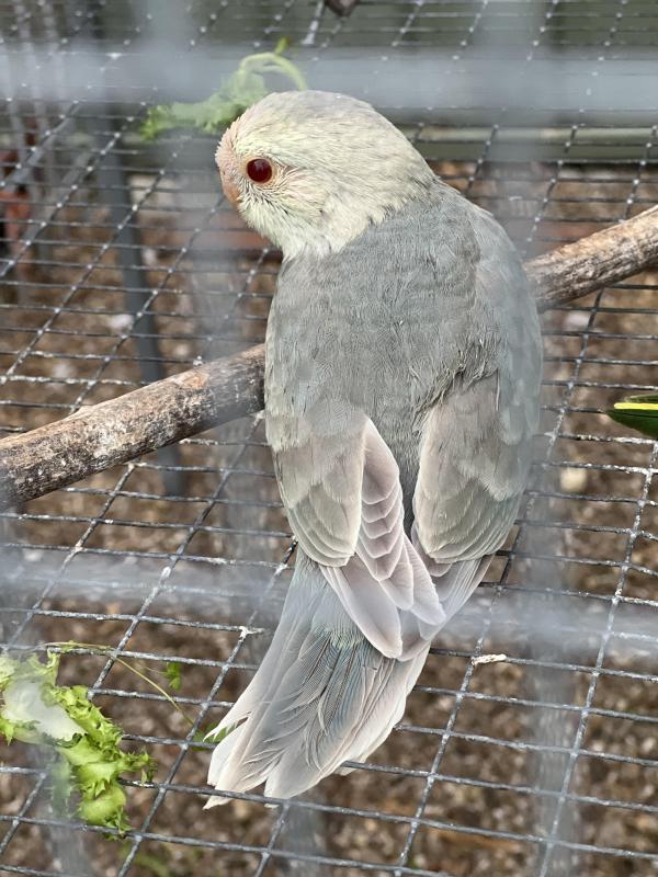 Fallow kakariki mutations