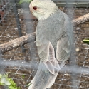 Fallow kakariki mutations