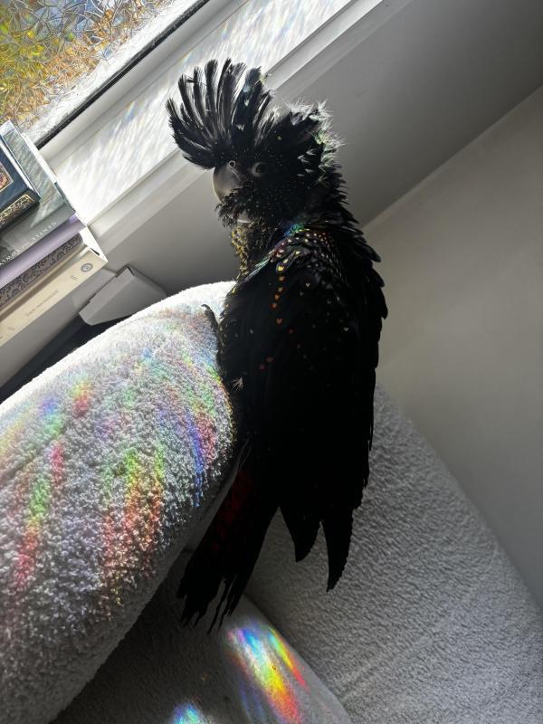 Super Tame Red-Tail Black Cockatoo  Hand raised Baby
