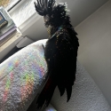 Super Tame Red-Tail Black Cockatoo  Hand raised Baby