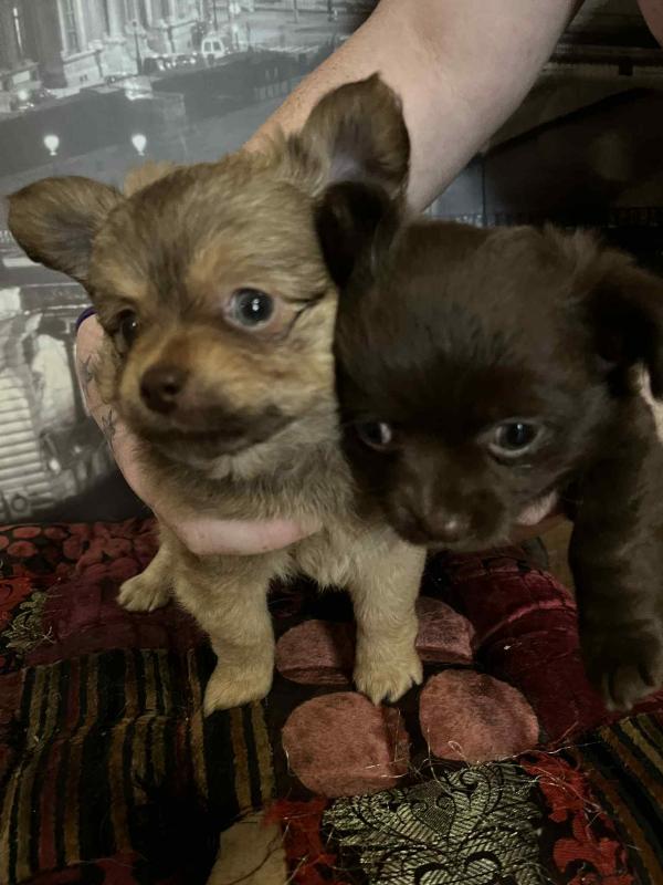 Pure bred chihuahuas