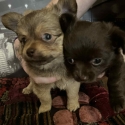 Pure bred chihuahuas