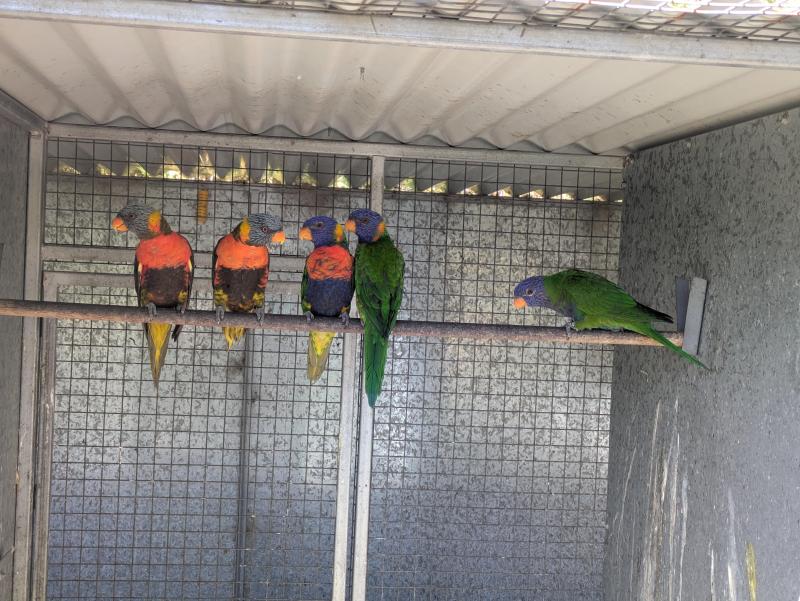 Lorikeets