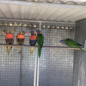 Lorikeets