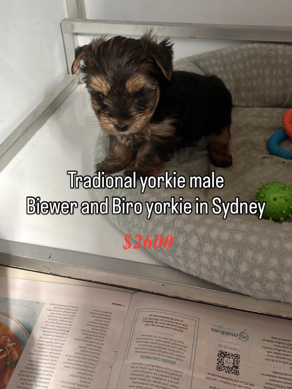 Yorkshire terrier puppies