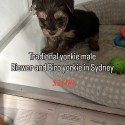 Yorkshire terrier puppies