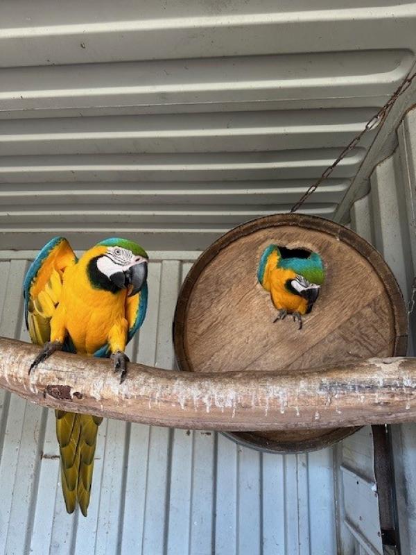 9 year old breeding pair blue & gold macaws