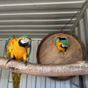 9 year old breeding pair blue & gold macaws