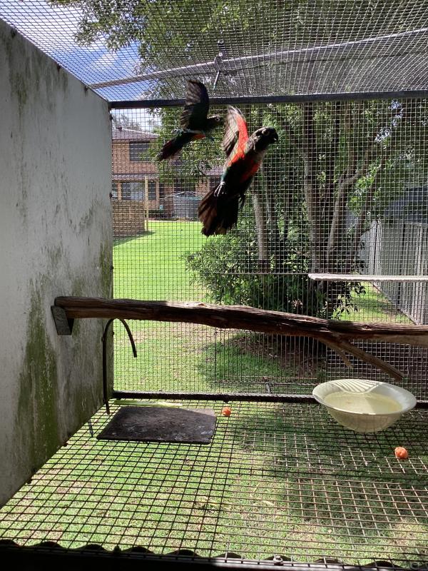 Red bellied conures