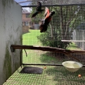 Red bellied conures