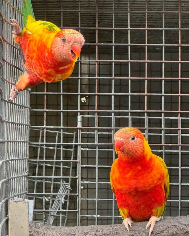 Single and Double Factor Pied Lorikeets