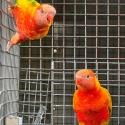 Single and Double Factor Pied Lorikeets