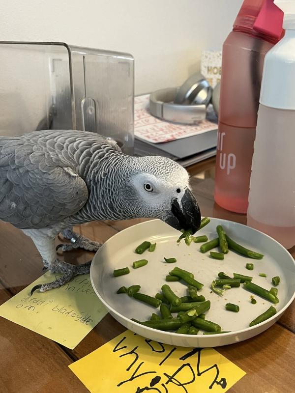 African Grey Parrot