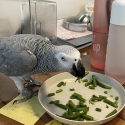African Grey Parrot