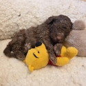 Purebred Toy poodle puppies