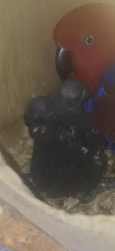 Baby ecelectus parrots  around 2 weeks x2