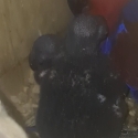 Baby ecelectus parrots  around 2 weeks x2