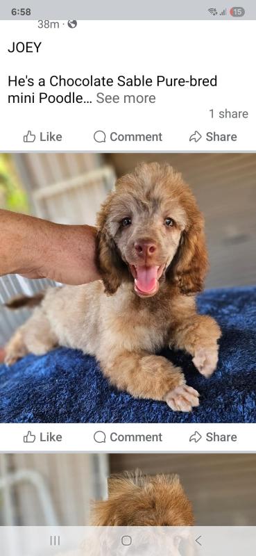 PUREBRED CHOCOLATE SABLE POODLE MALE Puppy
