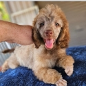 PUREBRED CHOCOLATE SABLE POODLE MALE Puppy